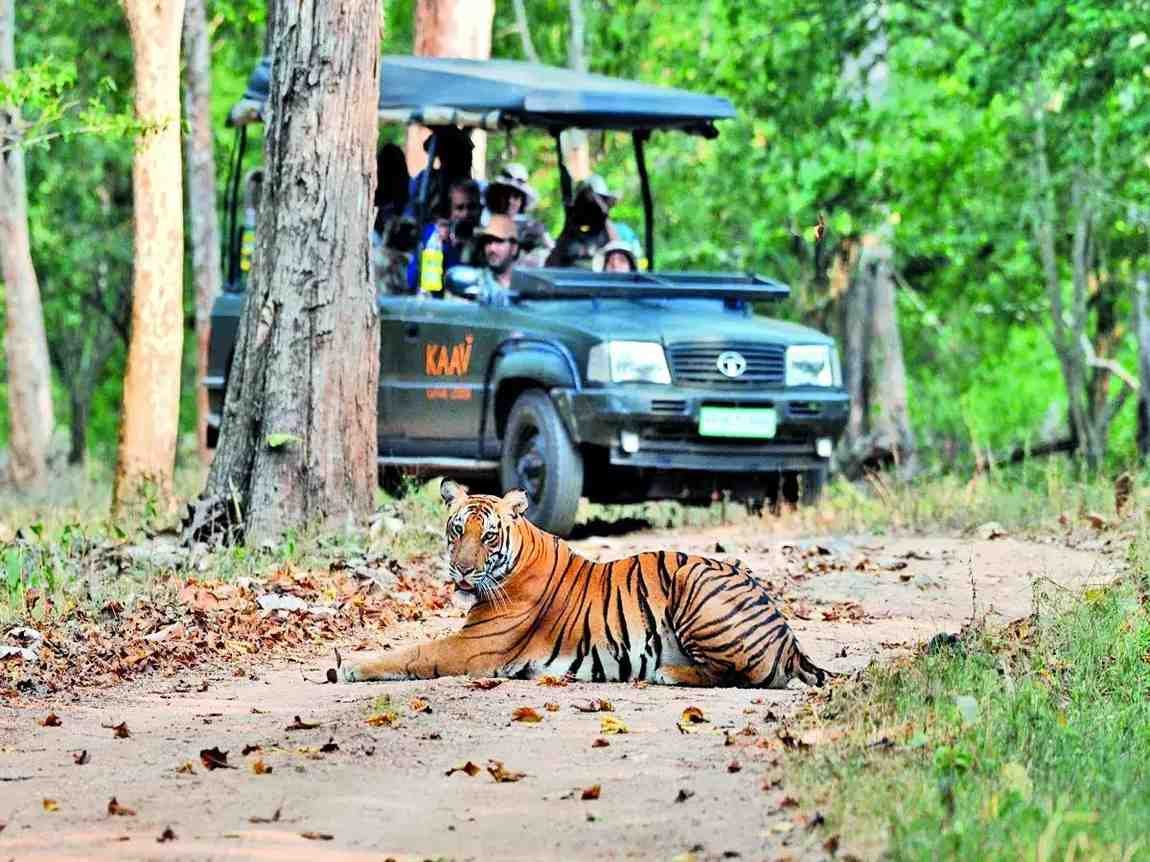 Jungle Safari